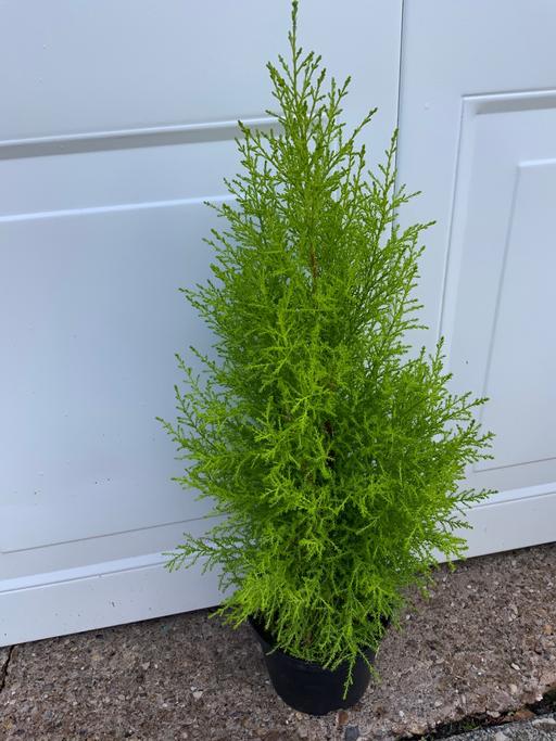 Buy & Sell Kings Heath Birmingham - Photos for Goldcrest Cypress