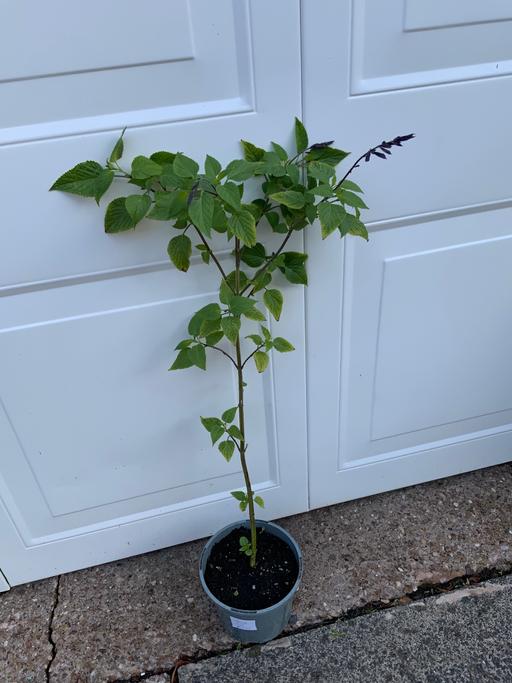 Buy & Sell Moseley Birmingham - Photos for Perennial Salvia Black and bl