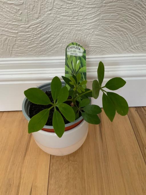 Buy & Sell Kings Heath Birmingham - Photos for House Plant Umbrella plant