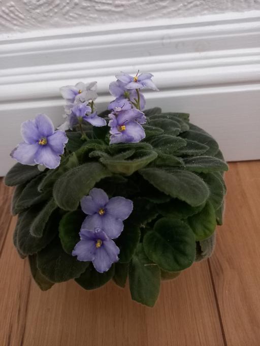 Buy & Sell Stirchley Birmingham - Photos for House plant African Violets