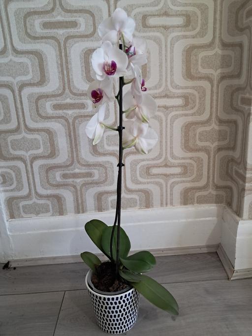 Buy & Sell Hamstead Industrial Estate Birmingham - Photos for House plant