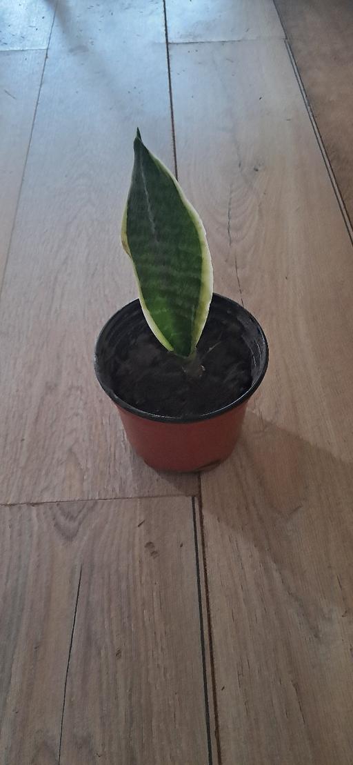 Buy & Sell Birmingham Birmingham - Photos for baby snake plant