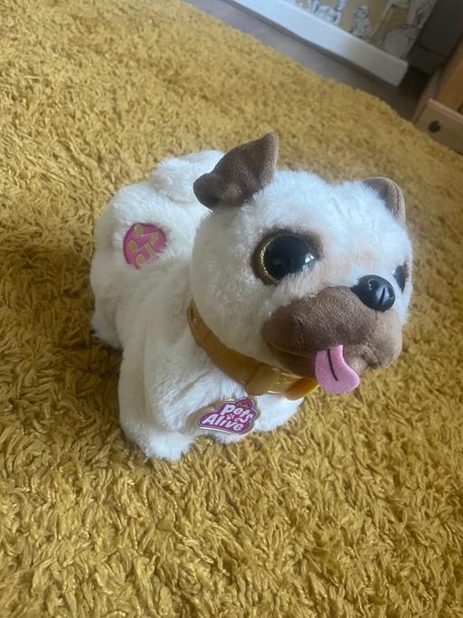 Buy & Sell Oldbury Sandwell - Photos for Twerking pug