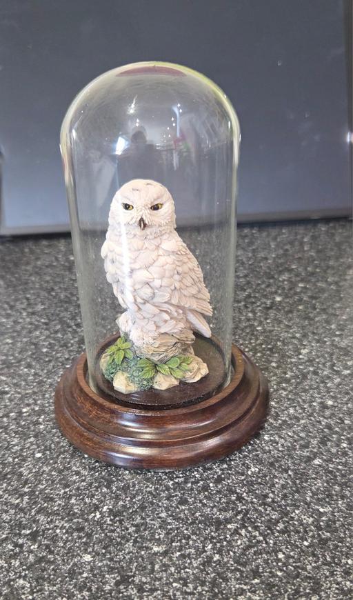 Buy & Sell Garlinge Thanet - Photos for COLLECTABLE SNOWY OWL