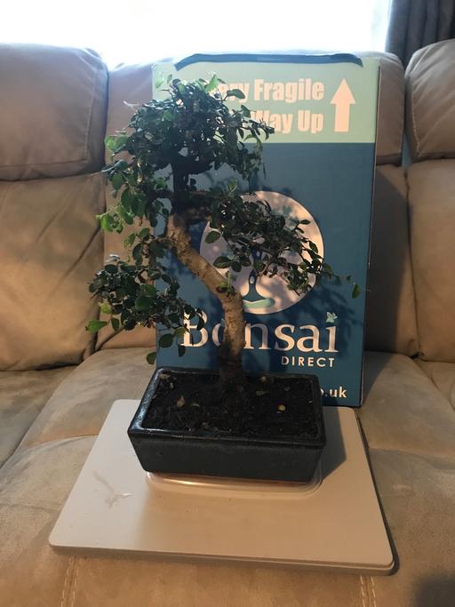 Buy & Sell Datchet Windsor and Maidenhead - Photos for Bonsai