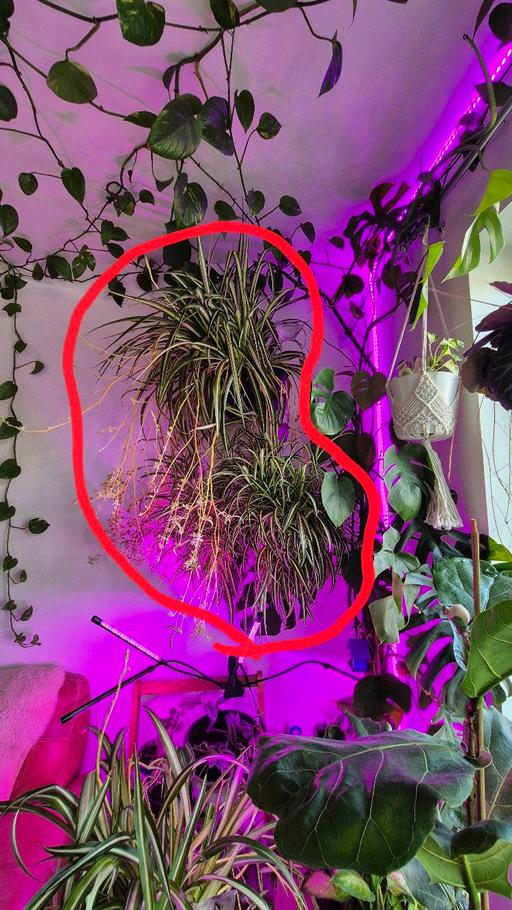 Buy & Sell Bethnal Green East London - Photos for Giant Chlorophytum comosum (spider Plant)