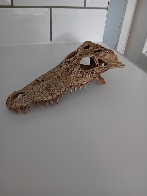 Buy & Sell Tipton Sandwell - Photos for reptile skull
