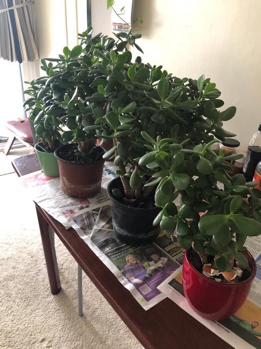 Buy & Sell Cambridge Heath East London - Photos for Indoor plants