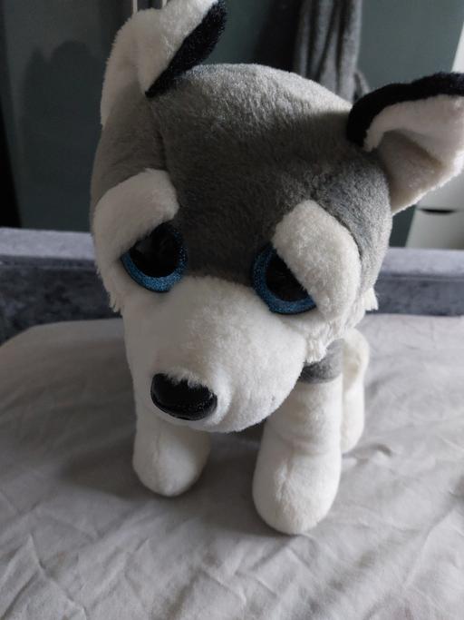 Buy & Sell Chapeltown Sheffield - Photos for dog teddy