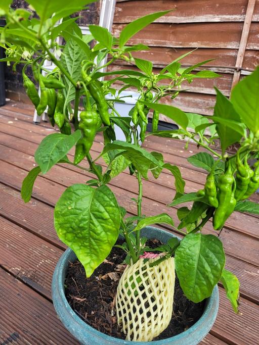 Buy & Sell Chadwell Heath Redbridge - Photos for Naga Morich Plant