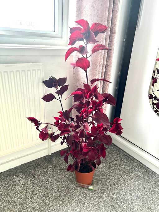 Buy & Sell Kidbrooke South East London - Photos for Coleus indoors plant 🪴