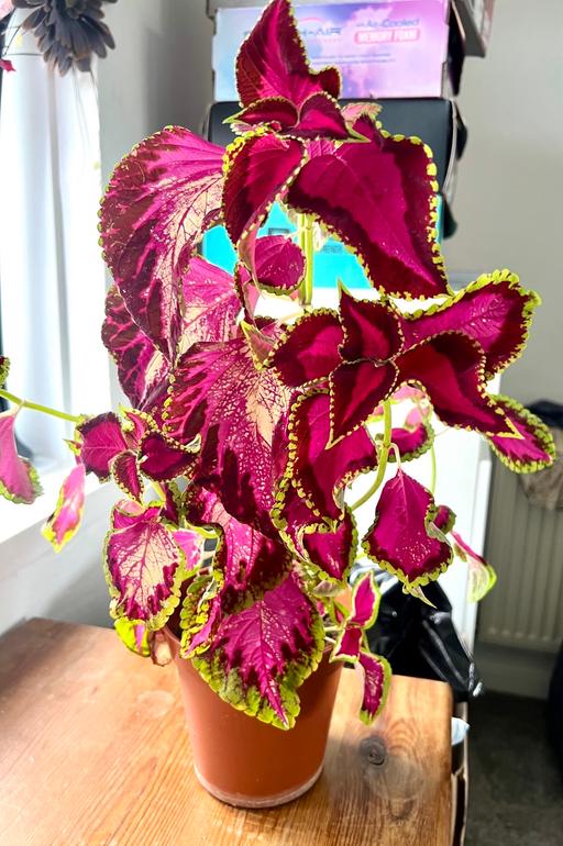 Buy & Sell Kidbrooke South East London - Photos for Coleus indoor plant