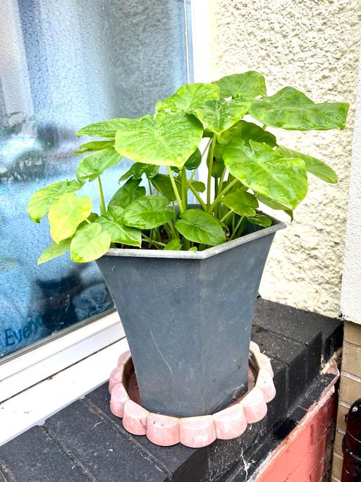 Buy & Sell Kidbrooke South East London - Photos for Alocasia with lots of baby’s