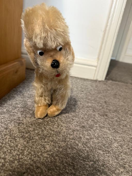 Buy & Sell Darton Barnsley - Photos for Teddy Bear Dog