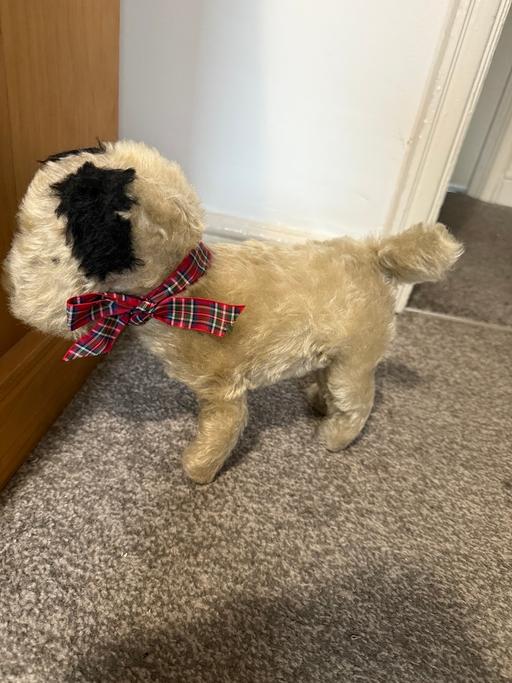 Buy & Sell Darton Barnsley - Photos for Dog teddy
