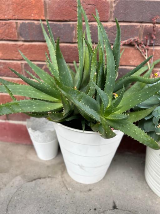 Buy & Sell Limehouse East London - Photos for Aloe Vera Plant