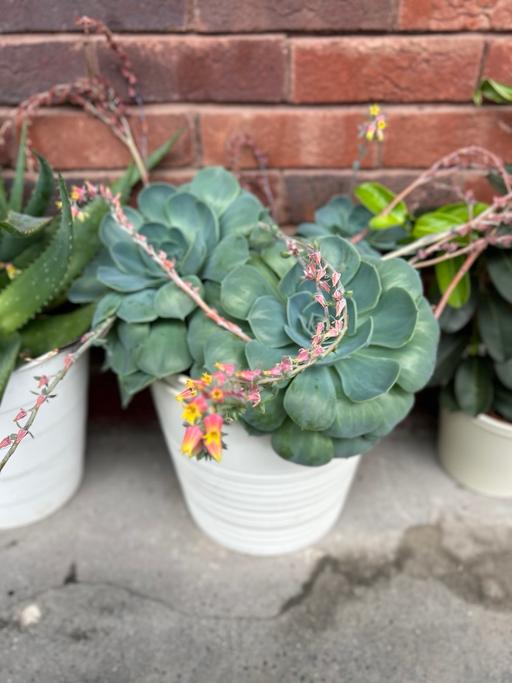 Buy & Sell Bow East London - Photos for Mexican Garden Plant