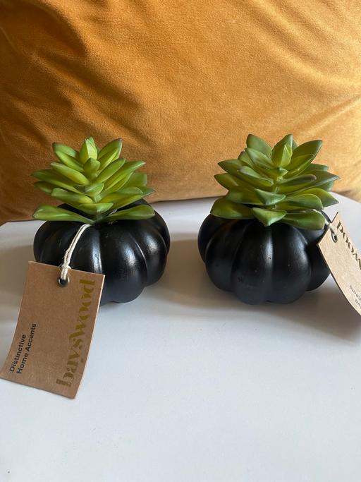 Buy & Sell Stanmore Harrow - Photos for Artificial succulents
