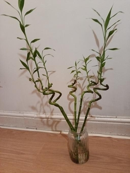 Buy & Sell Nunhead South East London - Photos for lucky bamboo X5