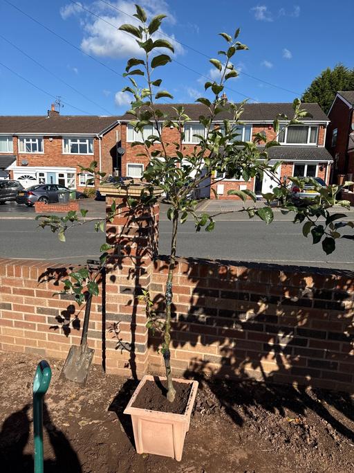 Buy & Sell Bescot Walsall - Photos for Apple tree in pot