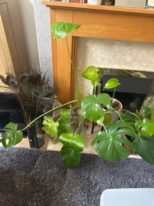 Buy & Sell Gillingham Business Park Medway - Kent - Photos for Cheese monstera plant for sale £10