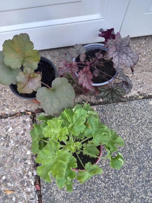 Buy & Sell Stirchley Birmingham - Photos for Heuchera