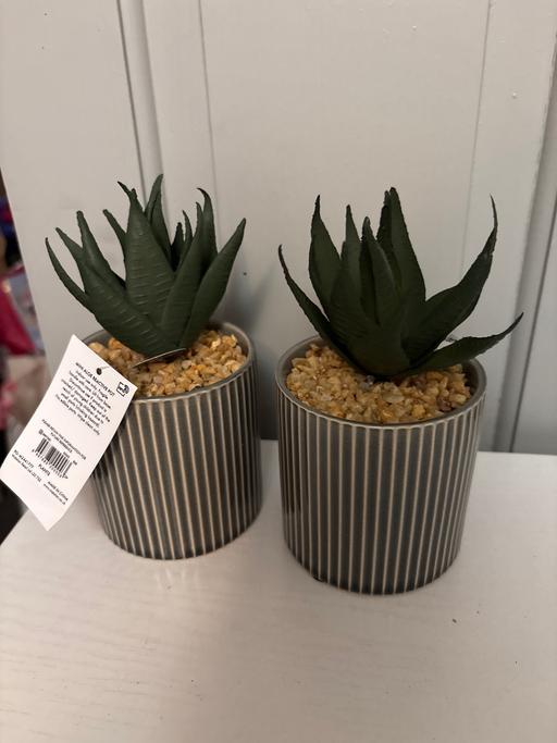 Buy & Sell Duckmanton Chesterfield - Photos for Home store mini aloe reactive pot