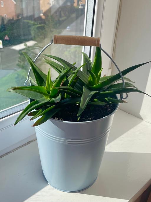 Buy & Sell Harpurhey Manchester - Photos for Aloe plant