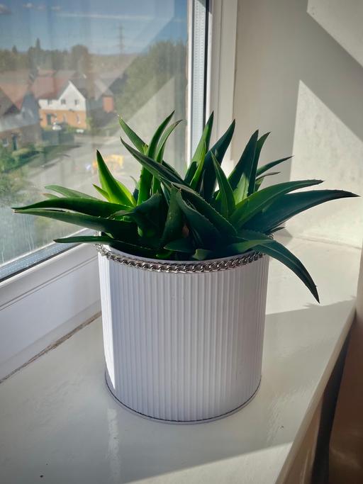 Buy & Sell Harpurhey Manchester - Photos for Aloe plant