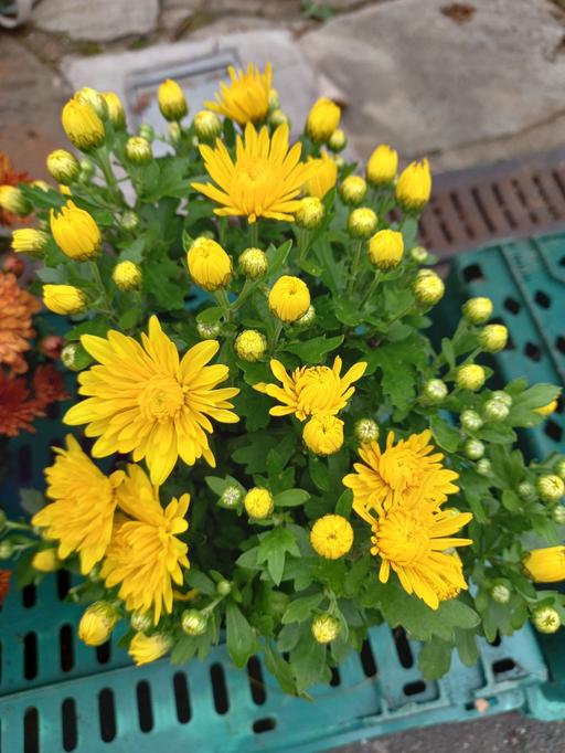 Buy & Sell Stirchley Birmingham - Photos for Garden Mums Chrysanthemum