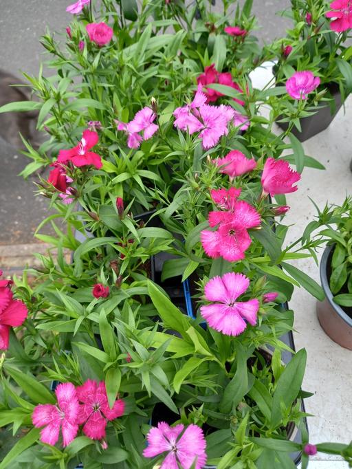 Buy & Sell Kings Heath Birmingham - Photos for Dianthus Festival Mix