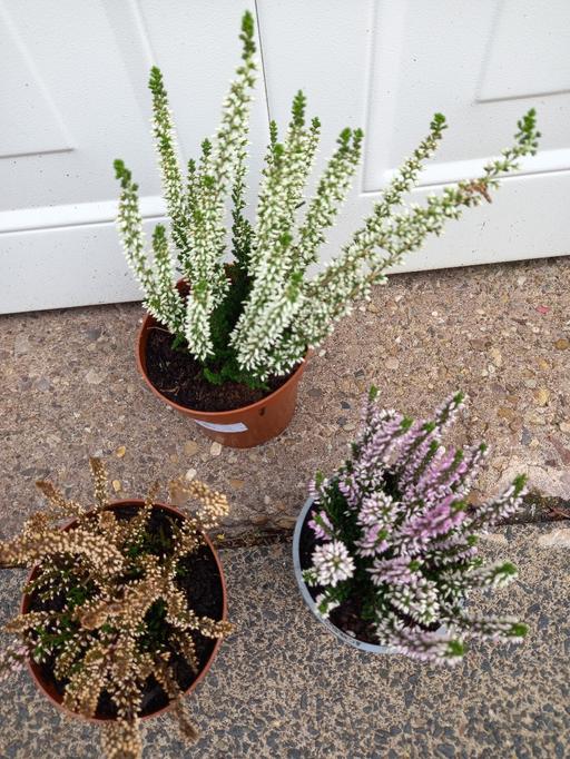 Buy & Sell Kings Heath Birmingham - Photos for Heathers