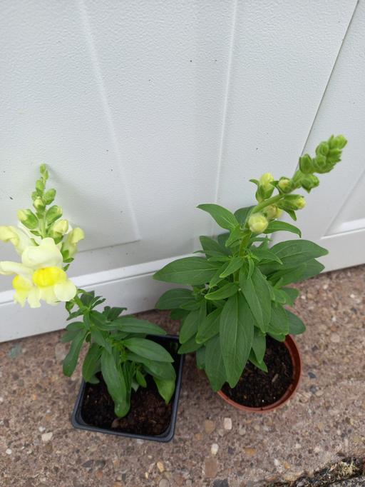 Buy & Sell Kings Heath Birmingham - Photos for Antirrhinum