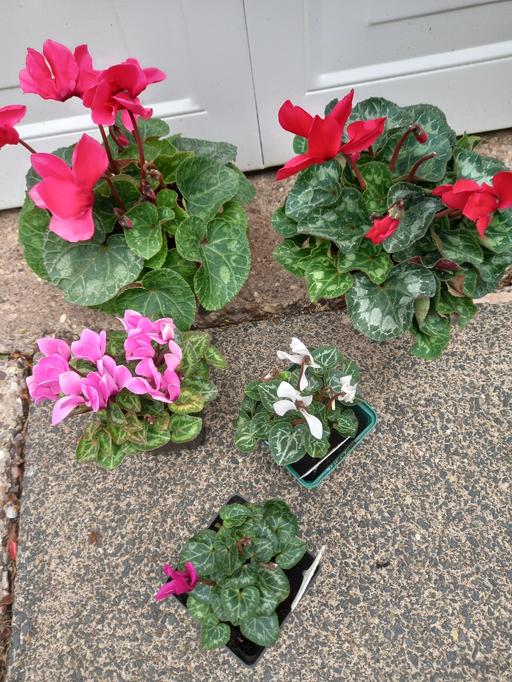 Buy & Sell Stirchley Birmingham - Photos for Cyclamen 