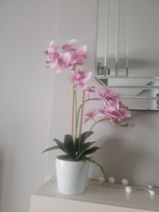 Buy & Sell Scholes Rotherham - Photos for large orchid in a pot vase