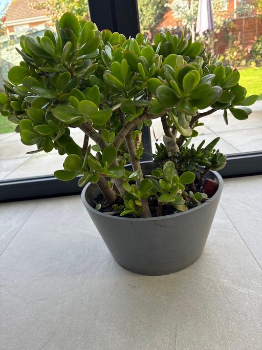 Buy & Sell Coton Nuneaton and Bedworth - Photos for Money plant