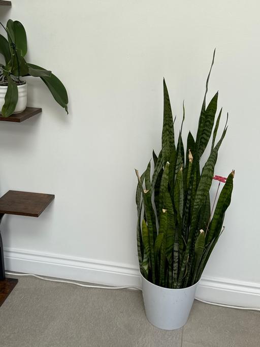 Buy & Sell Stockingford Nuneaton and Bedworth - Photos for House plant