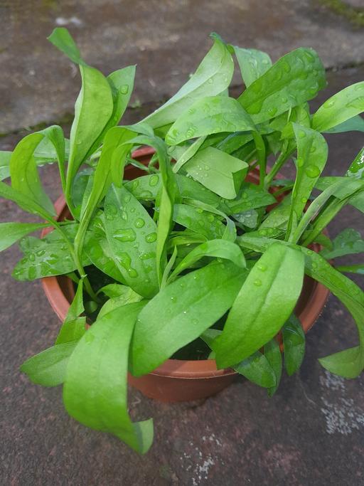 Buy & Sell Wolverley Wyre Forest - Photos for Wallflower Dwarf Bedder MIx Plants