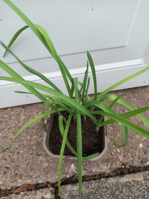 Buy & Sell Stirchley Birmingham - Photos for Garlic Chives 