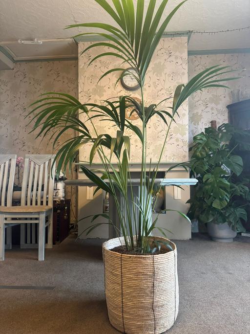 Buy & Sell Noak Hill Havering - Photos for Kentia palm indoor plant