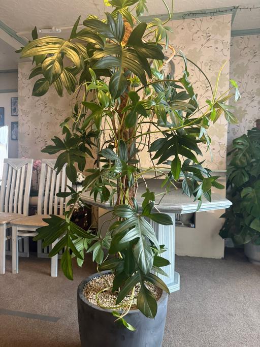 Buy & Sell Romford Havering - Photos for Philodendron indoor plant
