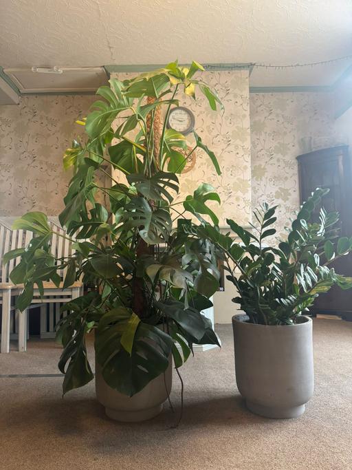 Buy & Sell Noak Hill Havering - Photos for Monstera & Zz plants (indoor)