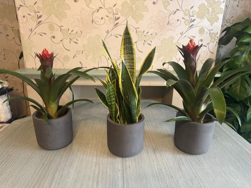 Buy & Sell Noak Hill Havering - Photos for Red Guzmanias & Snake plant (indoor)