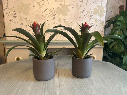 Buy & Sell Noak Hill Havering - Photos for Red Guzmania x2 indoor plant