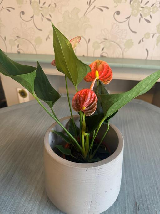 Buy & Sell Romford Havering - Photos for Anthurium indoor plant