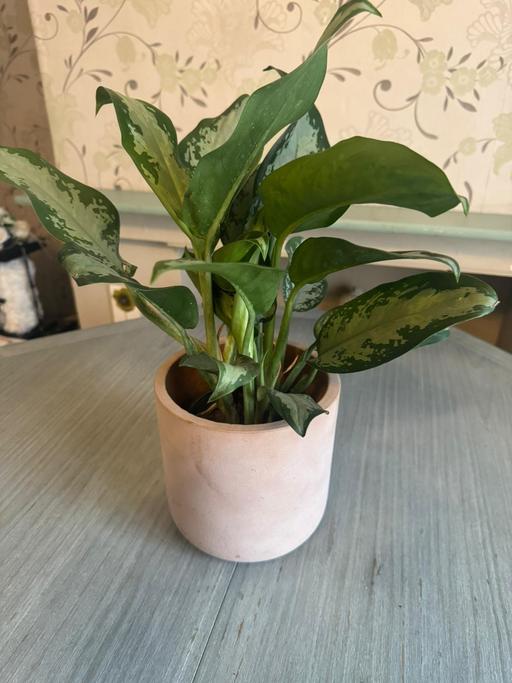 Buy & Sell Harold Hill Havering - Photos for Aglonema indoor plant