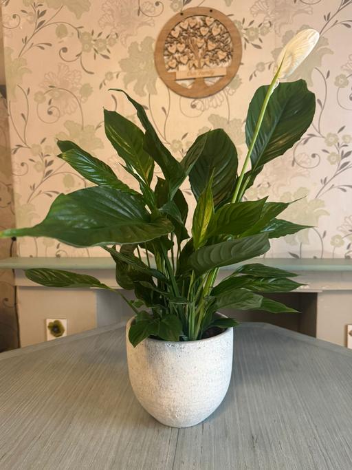 Buy & Sell Harold Hill Havering - Photos for White peace lily (indoor plant)