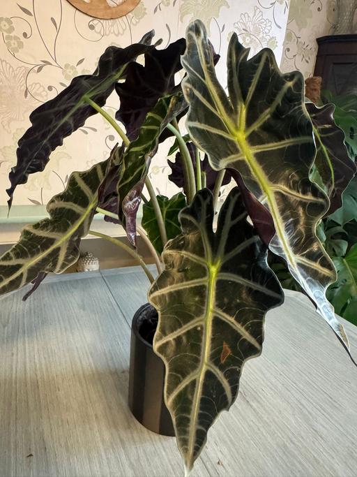 Buy & Sell Noak Hill Havering - Photos for Alocasia polly indoor plant
