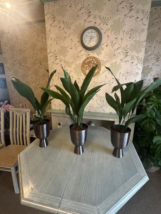 Buy & Sell Romford Havering - Photos for Aspidistra plant x3 (indoor)