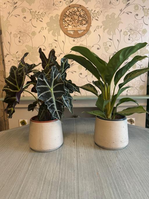 Buy & Sell Noak Hill Havering - Photos for Set of 2 indoor plants